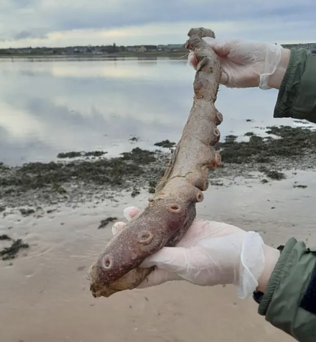 What is the mysterious creature found on the beach? Only four ...
