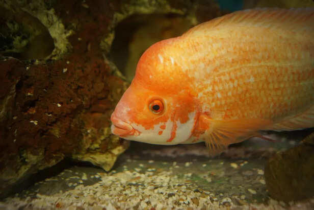 Microbiomes of the tank: How fish gut flora shape aquarium health!