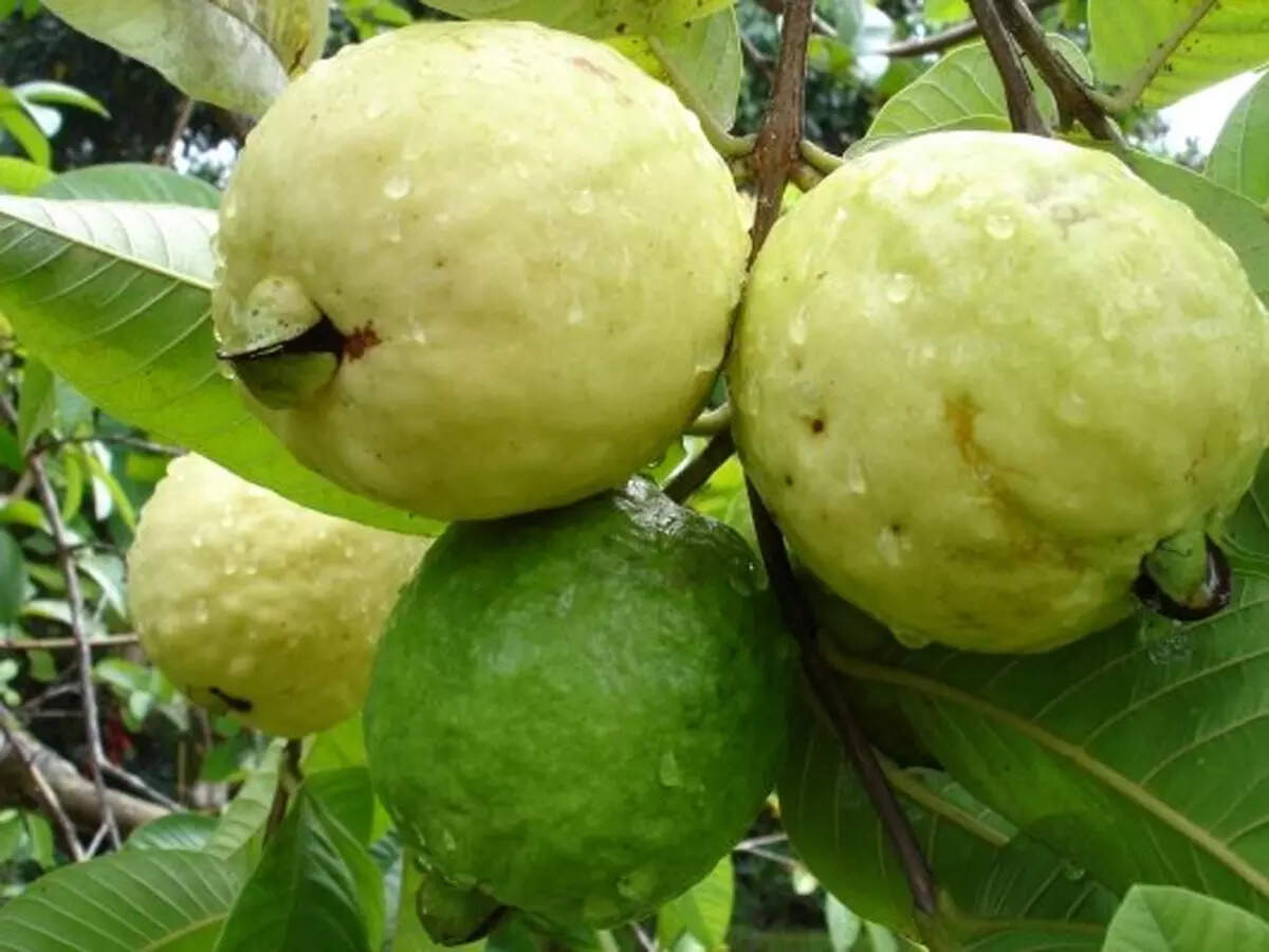 Why guava deserves a daily spot on your plate: 6 key health benefits of ...