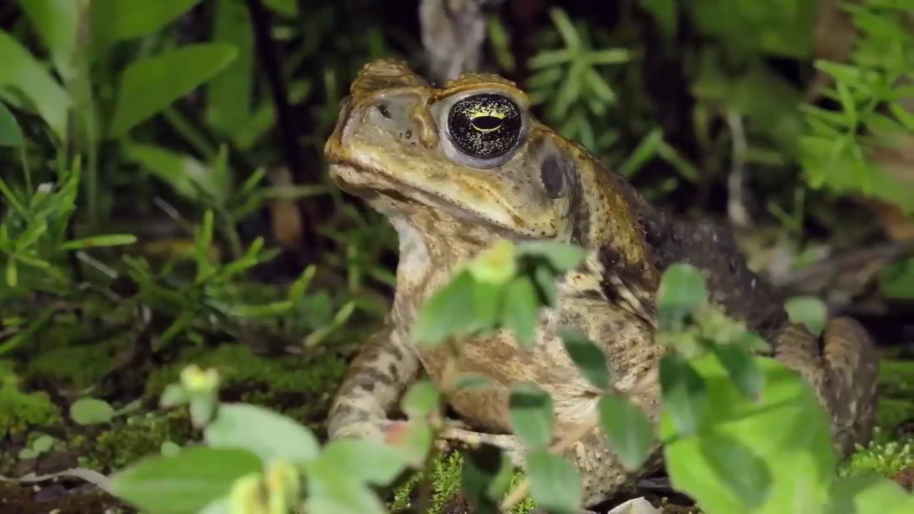The four countries whose missing species reveal major ecological shifts