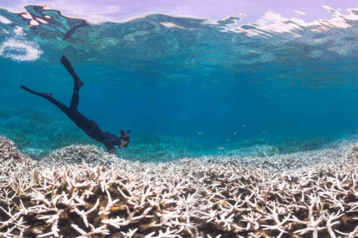 Krisis Terumbu Karang Karibia: Panas Laut, Ancaman Ekonomi, dan Gagalnya Perlindungan