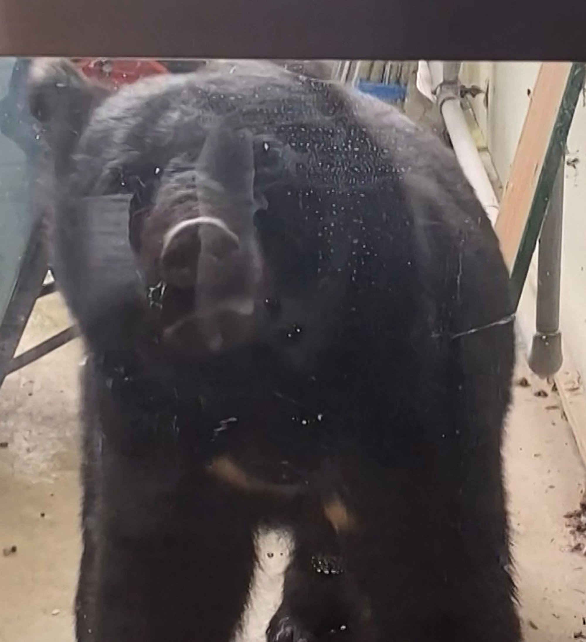 In Japan, rise in bear attacks spurs demand for robot wolf, AI cameras