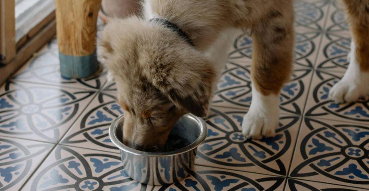 12 common feeding habits that lead to digestive issues in dogs