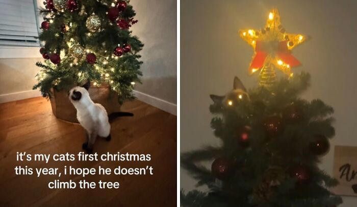 People are capturing their cats’ first Christmas and these 50 pics are ...