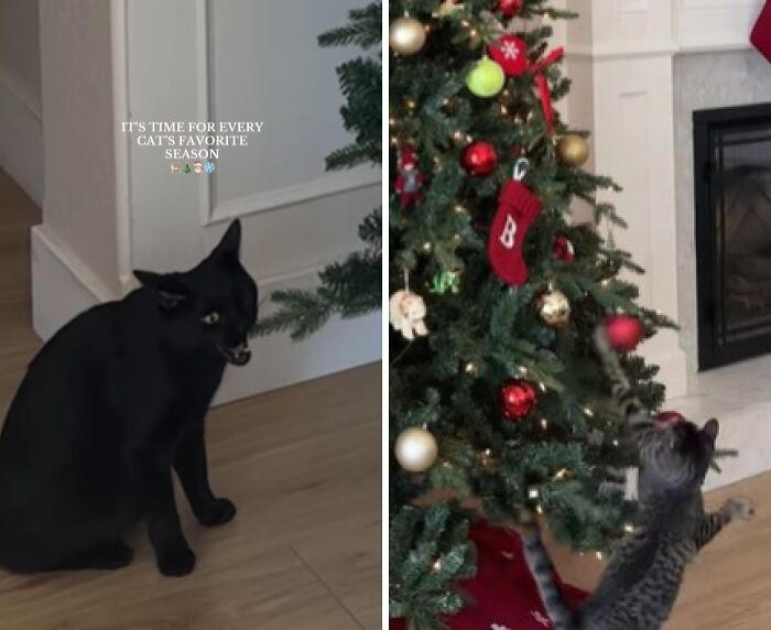 People are capturing their cats’ first Christmas and these 50 pics are ...