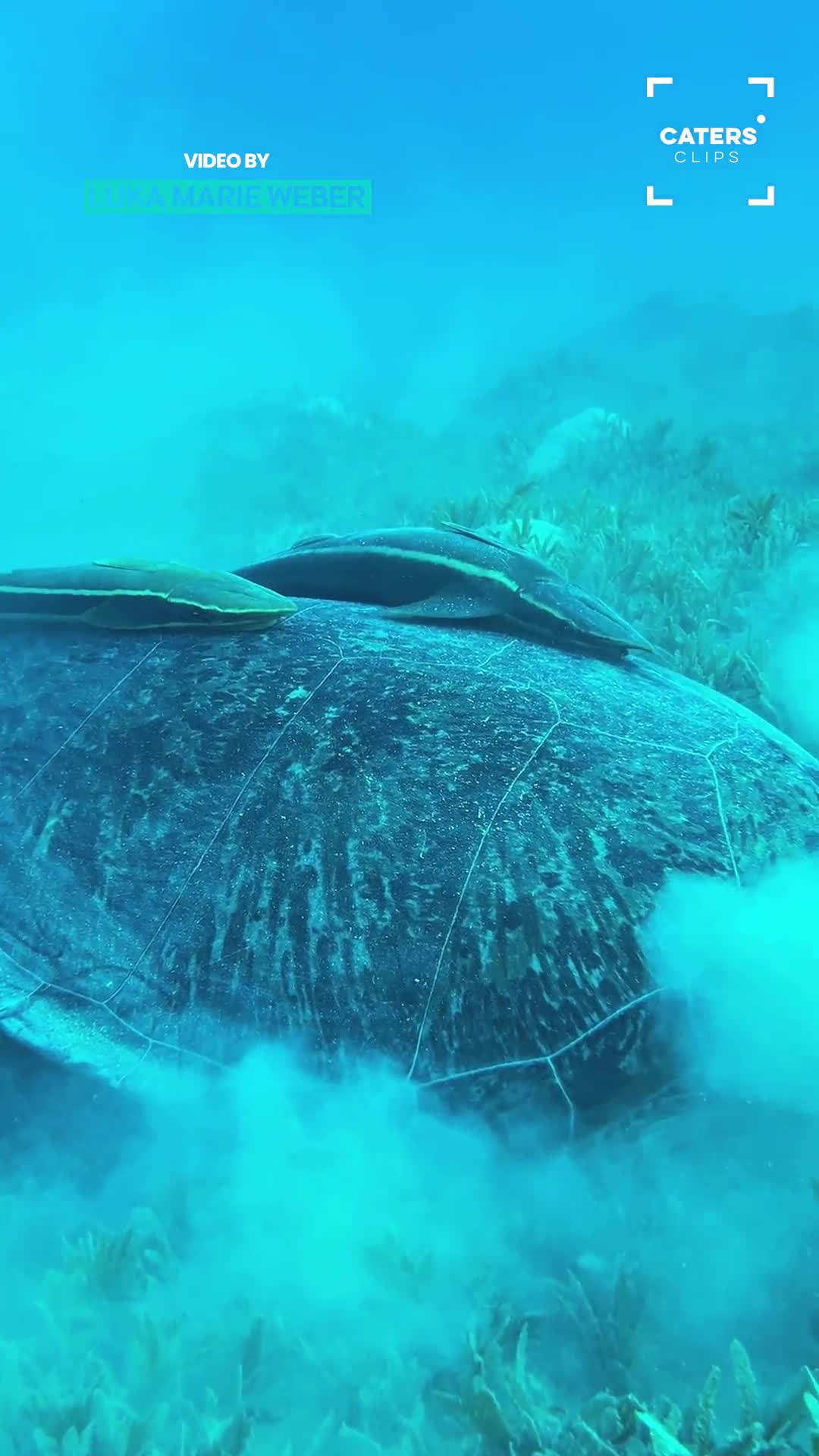 Remora fish trying to be friends with a diver