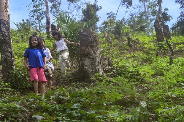 Dosen IPB: Hutan Wakaf Berkontribusi pada Ekologi dan Kesejahteraan Sosial