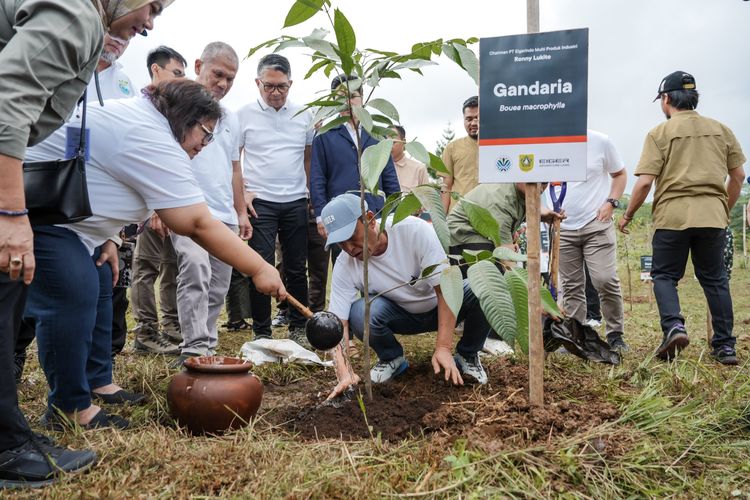 Menanam Bersama, Memulihkan Ekosistem Hulu Puncak dengan 350 Pohon Endemik