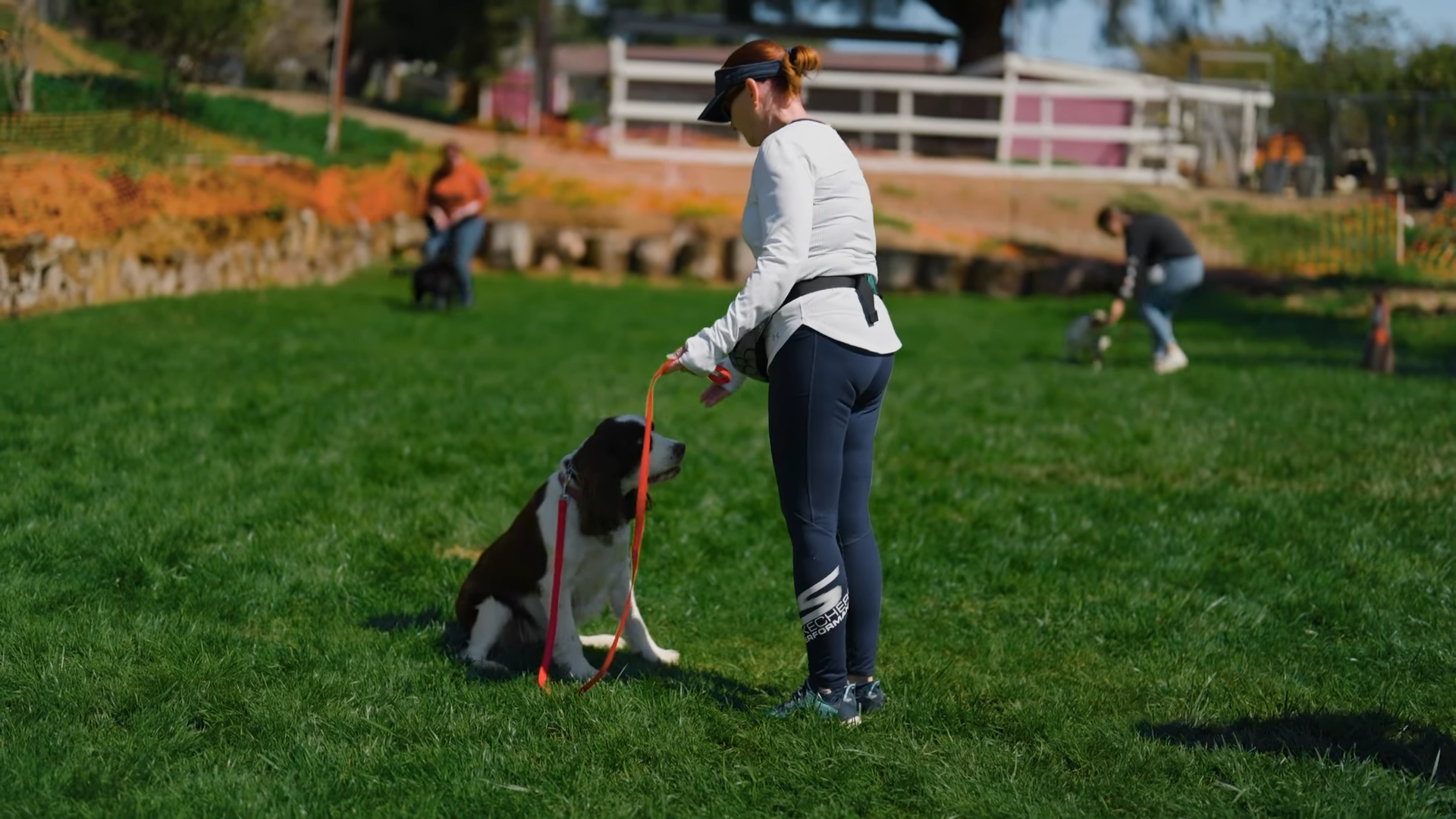 How to train a reliable recall using whistles, words, and science