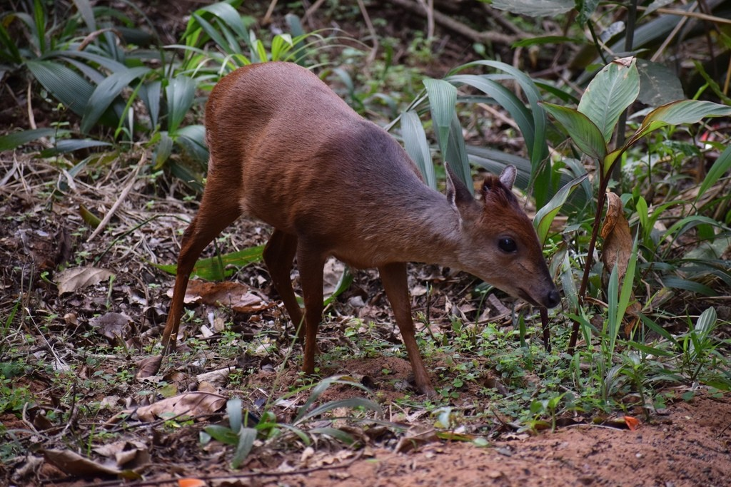5 Spesies Duiker Langka dari Genus Cephalophorus, Terancam Punah