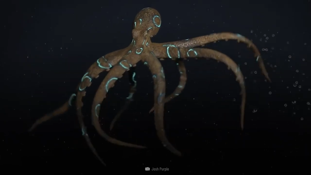 Voici la minuscule pieuvre capable de tuer 26 humains