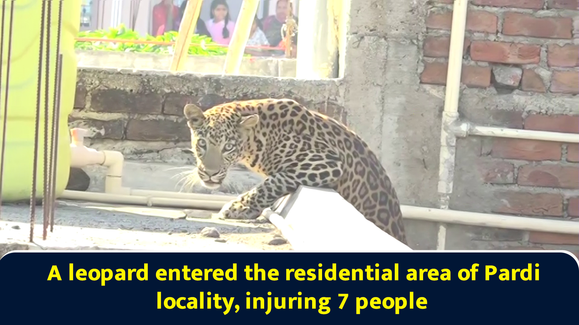 A leopard entered the residential area of Pardi locality, injuring 7 people