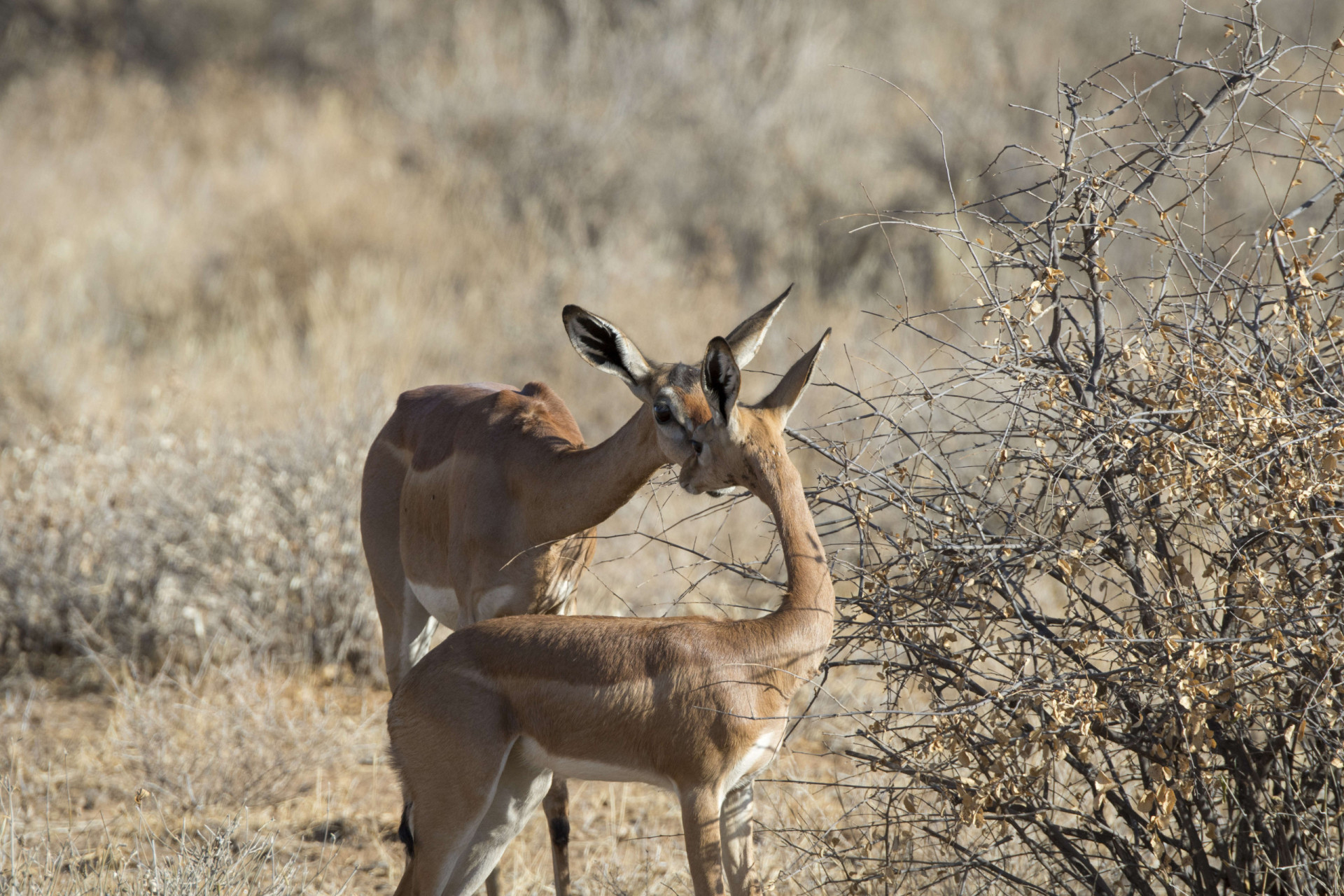 Weird And Wonderful Animals You Ve Never Heard Of