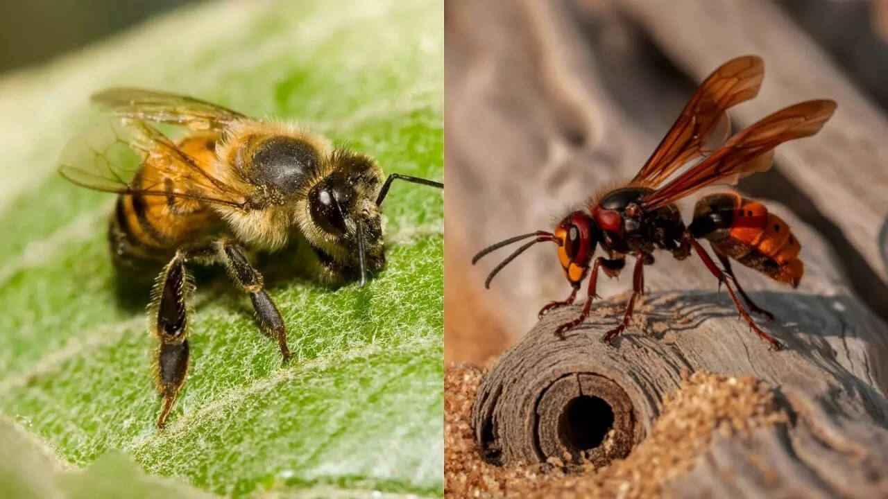 7 deadly insects that can seriously harm or kill humans