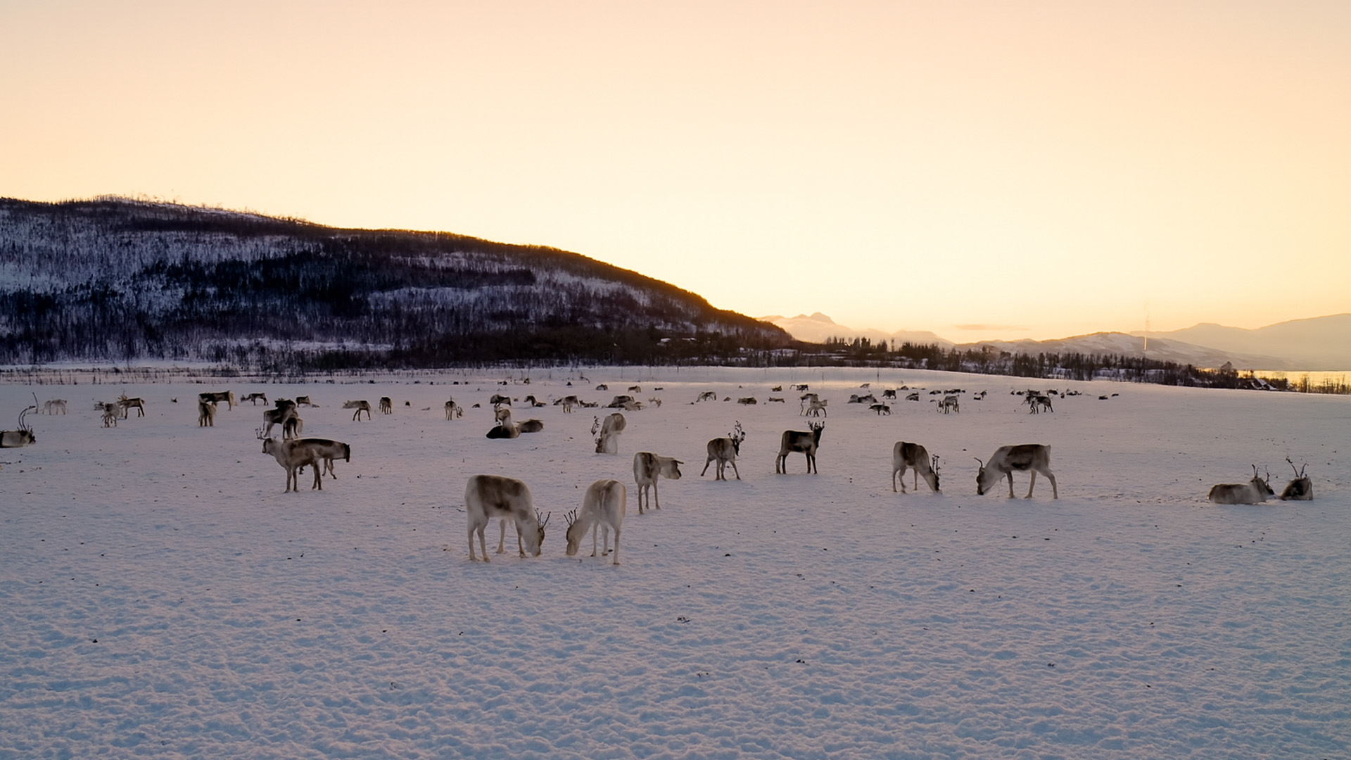 What are these animals doing in the snow?