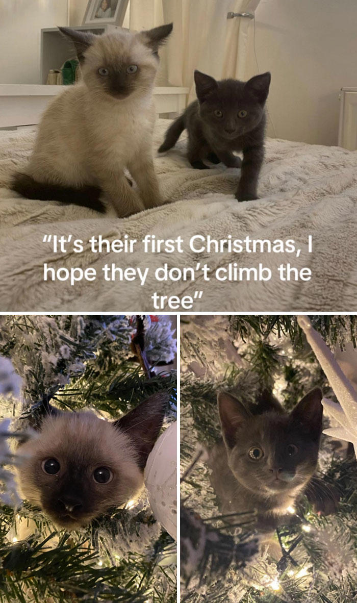 People are capturing their cats’ first Christmas and these 50 pics are ...