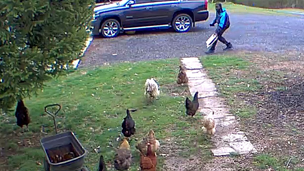 Amazon delivery driver confronted by chicken army