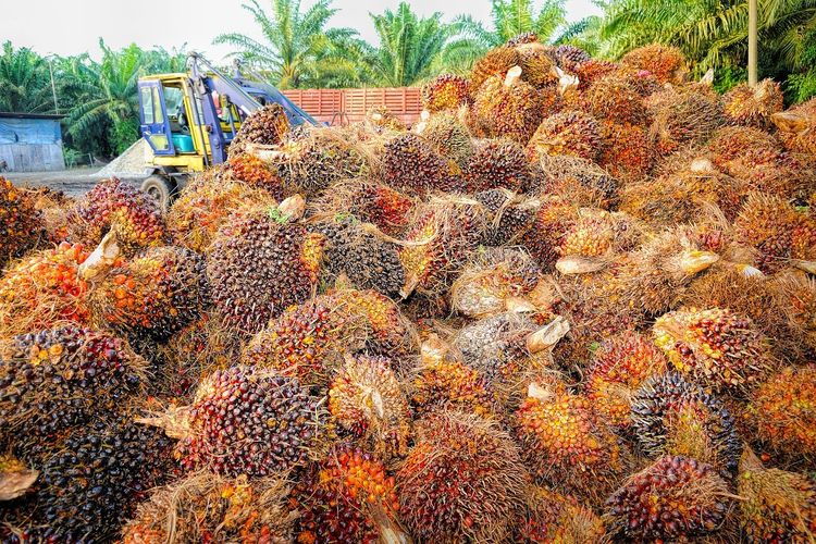 Ini 5 penghasil sawit terbesar di Indonesia 2024, salah satunya dari Sumatera Utara