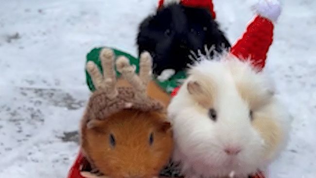 Festive guinea pigs ride around in tiny cars in the snow