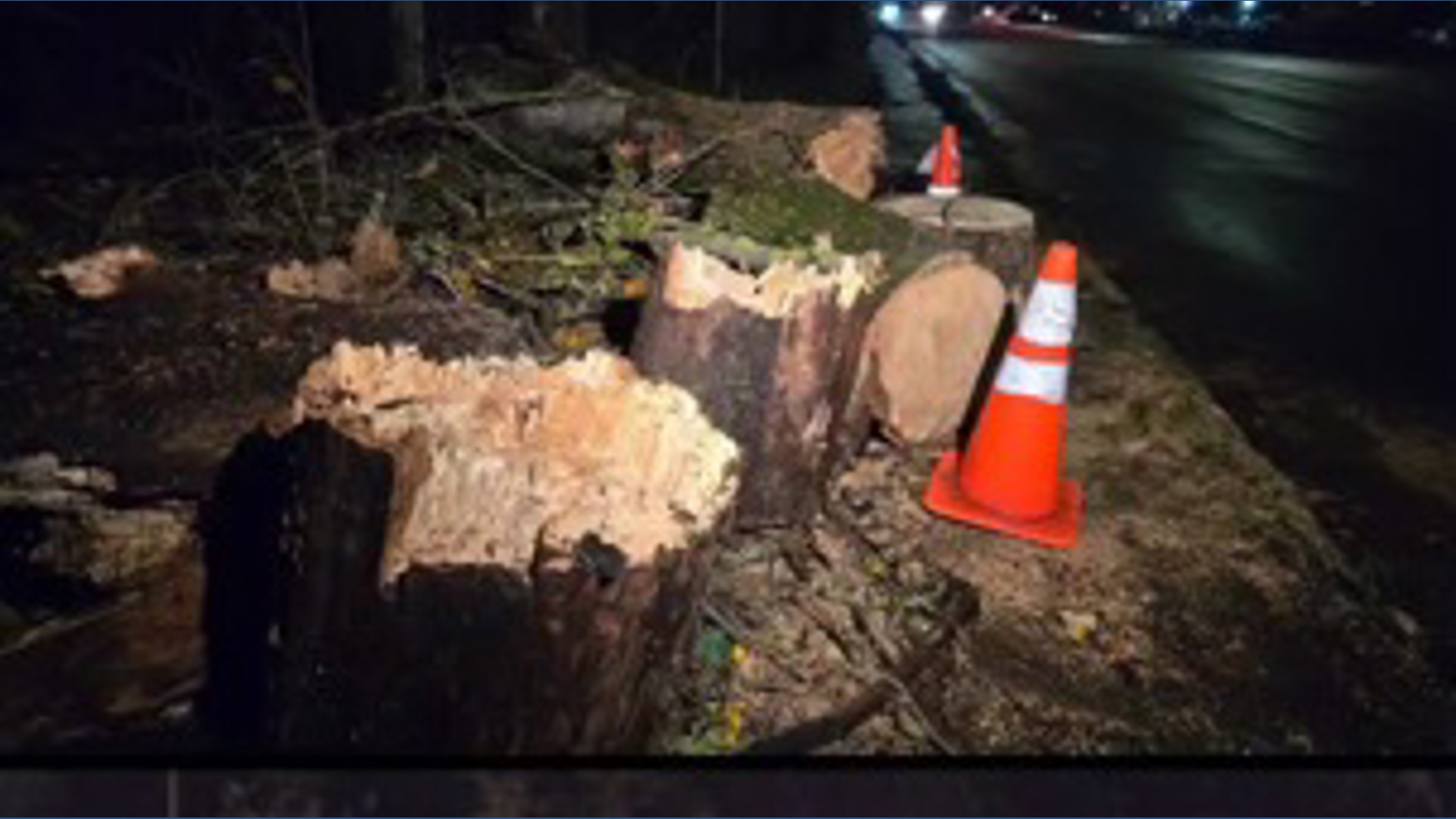 Cars crash into fallen tree in Portland
