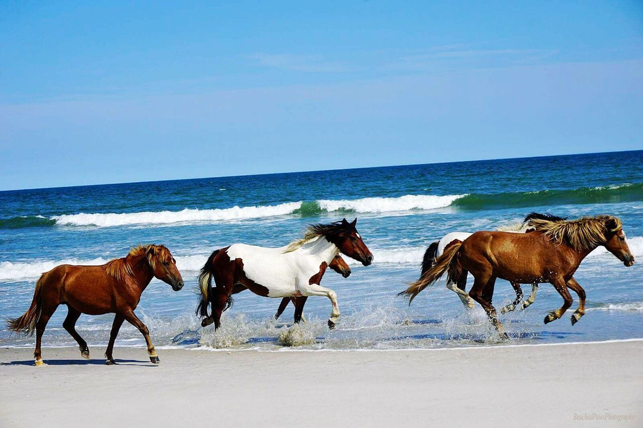 Chincoteague ponies