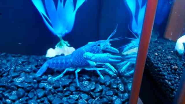 My pet bass Shamu choked on a huge fish