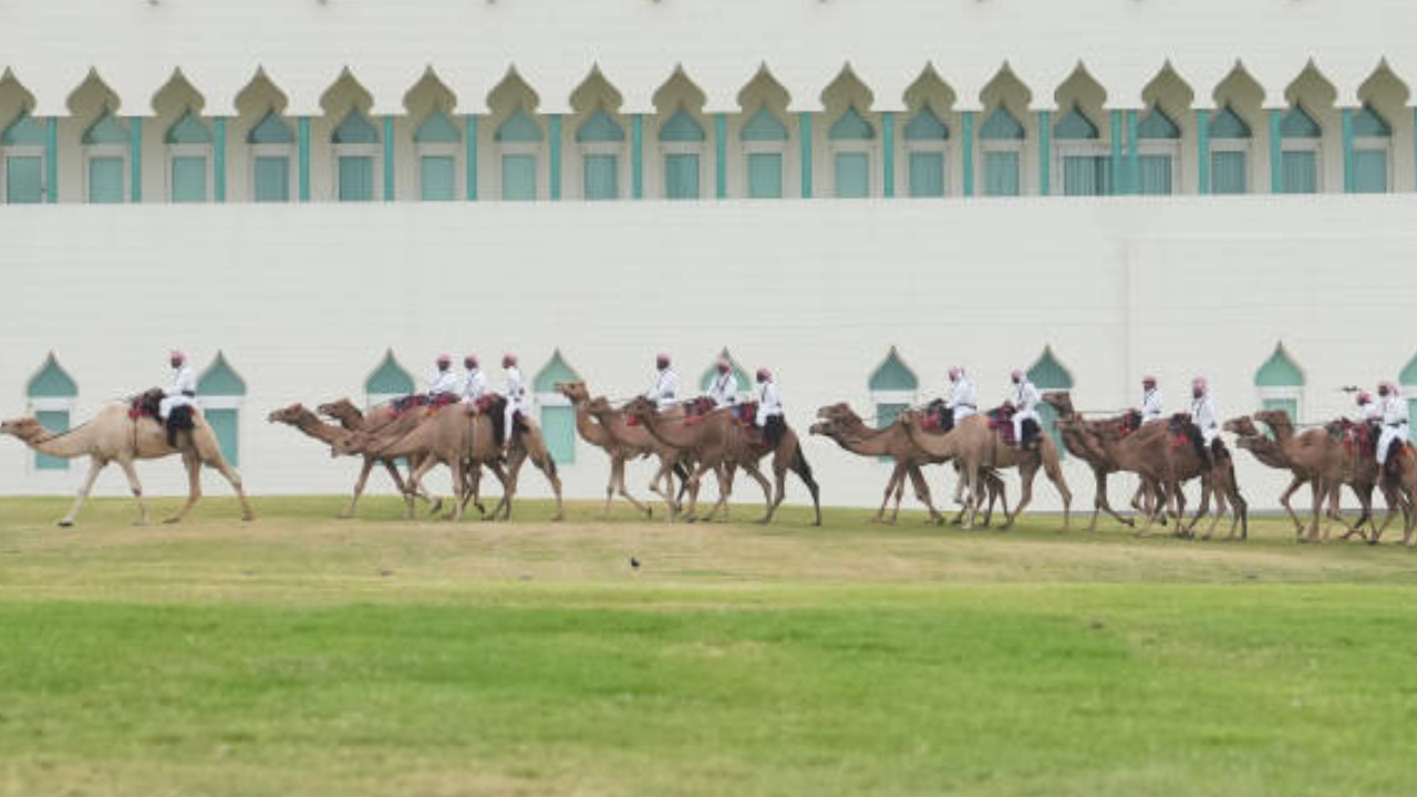 Camel racing surges globally as new pro league plans emerge in Saudi ...