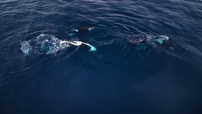 Drone footage captures encounter with orca family off Los Angeles suburb