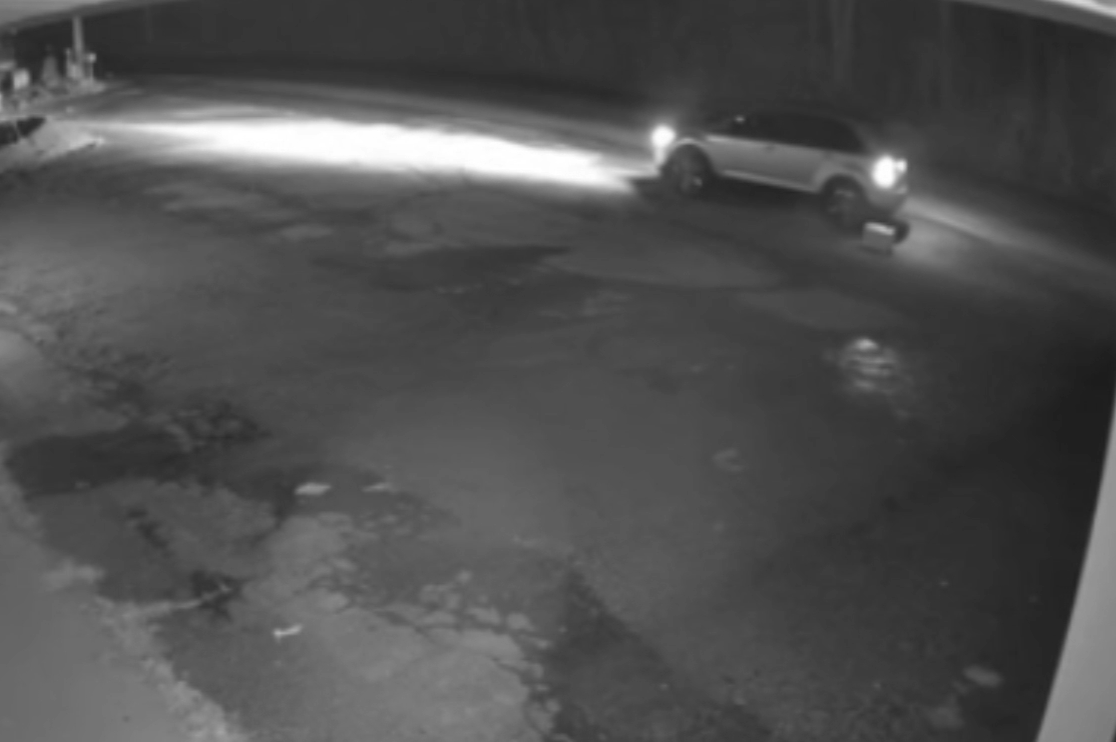 Cat and 4 kittens dumped alongside road near humane society shelter