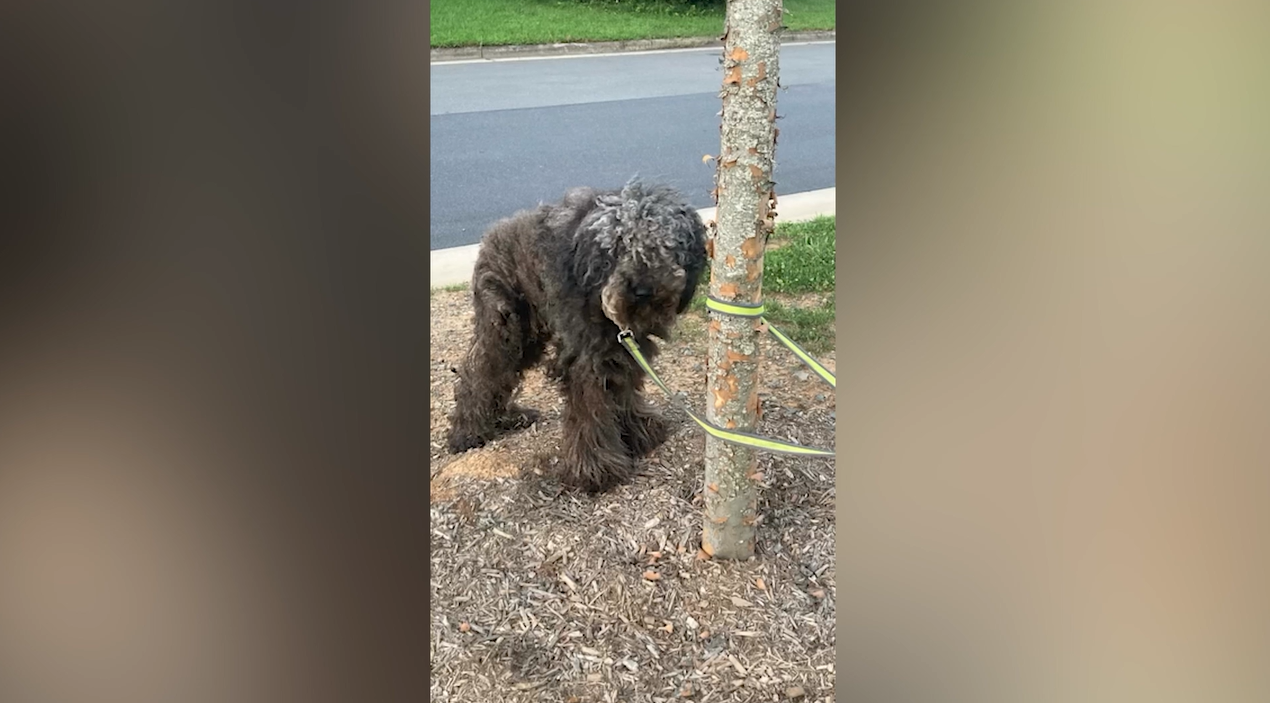 Dog found tied to tree—then staff discover what was under his fur<br><br>