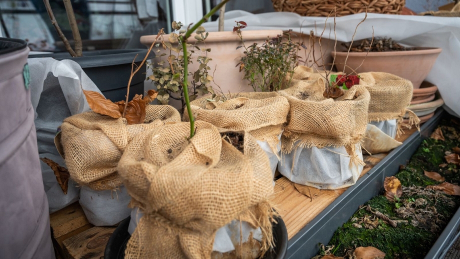 How to protect your outdoor potted plants from cold and frost
