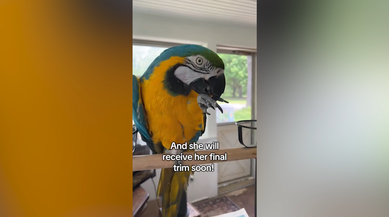 Parrot with severely overgrown beak gets second chance after surrender