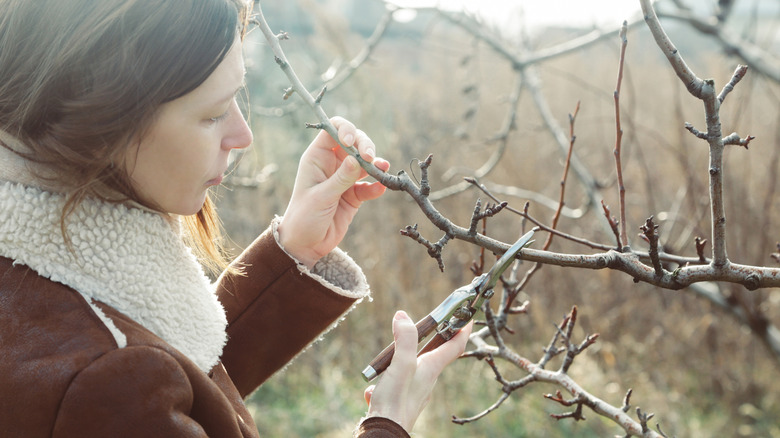 How to prune the pear tree in your yard