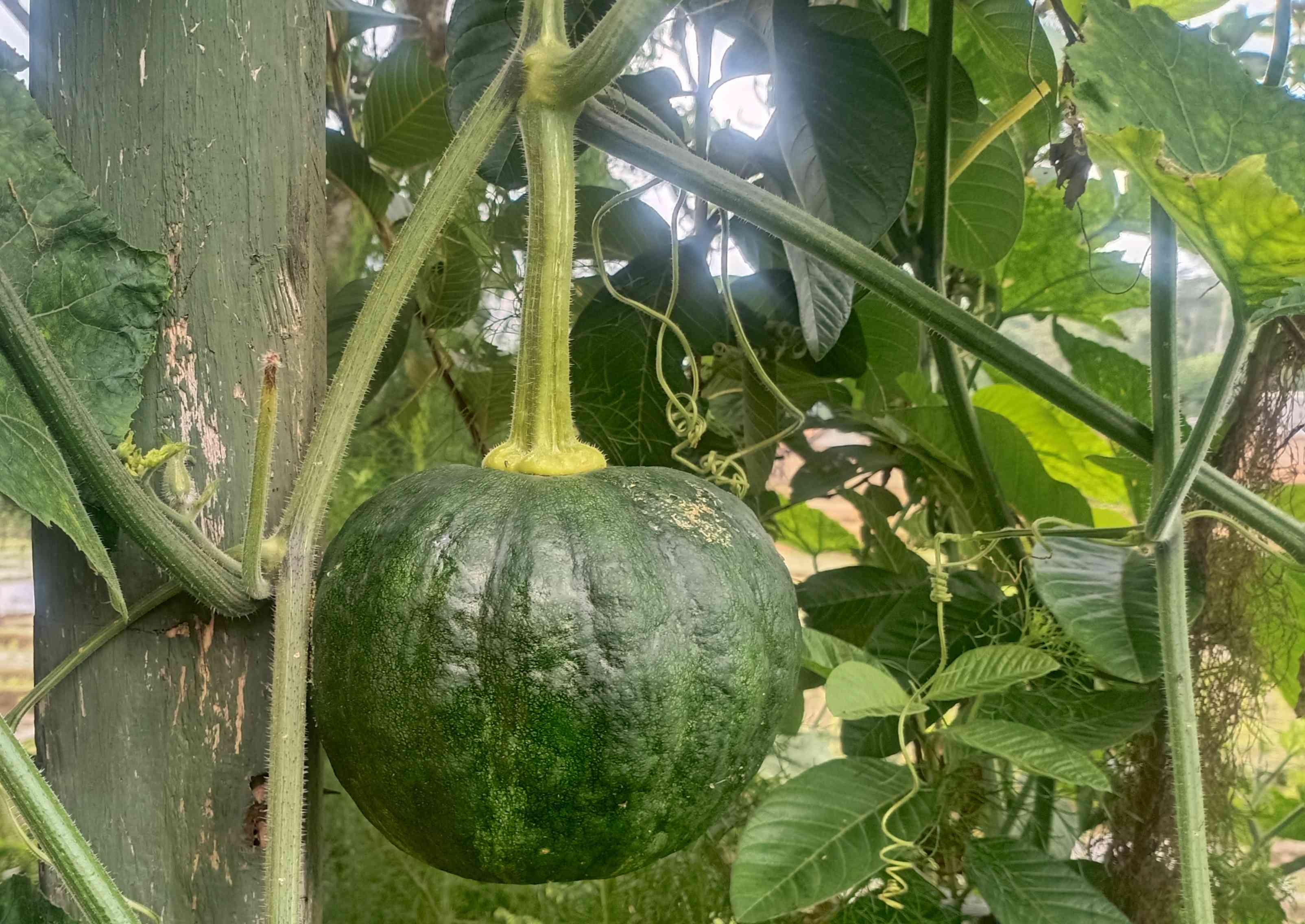 Kami Menanam, Kami Menyembuhkan: Siklus Kesehatan di Musim Hujan