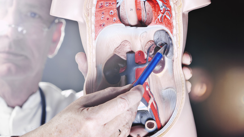 You won't die if you have these 12 organs removed