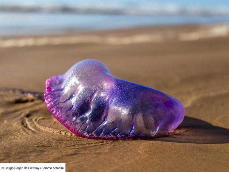 les-plages-de-l-atlantique-envahies-par-les-v-lelles-et-les-physalies