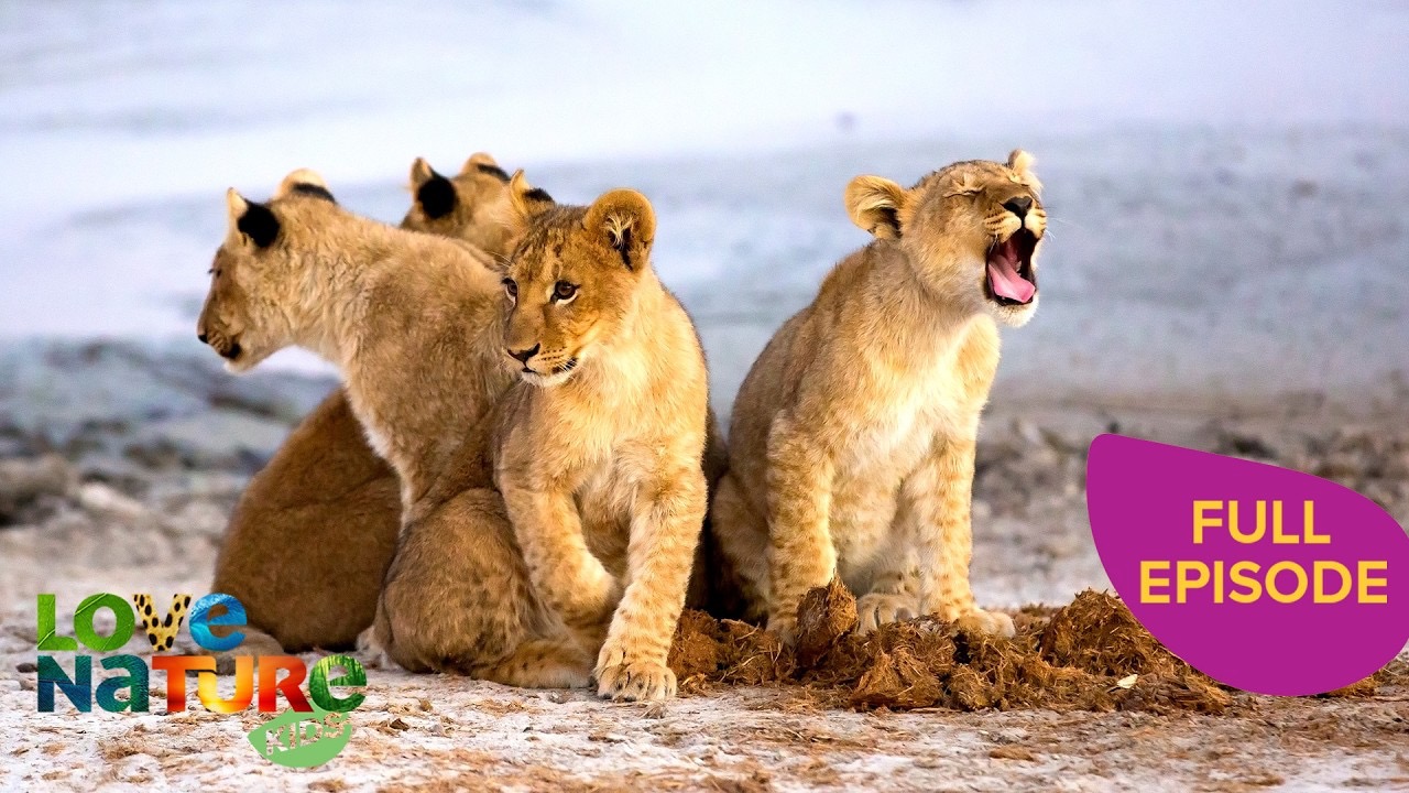 Baby predators - lions, cheetahs, and coyote cubs | Baby animals 105