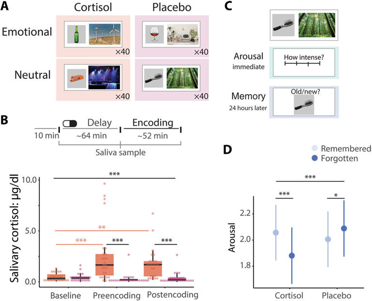 Stress hormones can alter brain networks and strengthen emotional memories