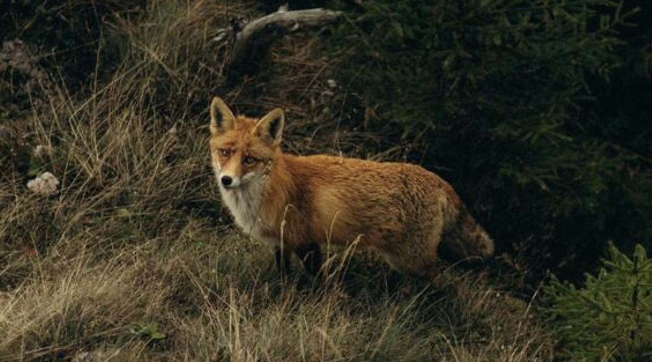 The cruel irony: Foxes, hawks, & owls are dying from our rodent control ...