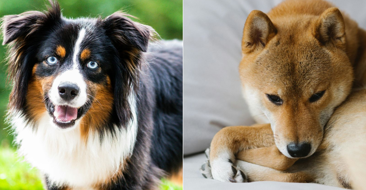 7 dog breeds that hate being alone and 6 that love their independence