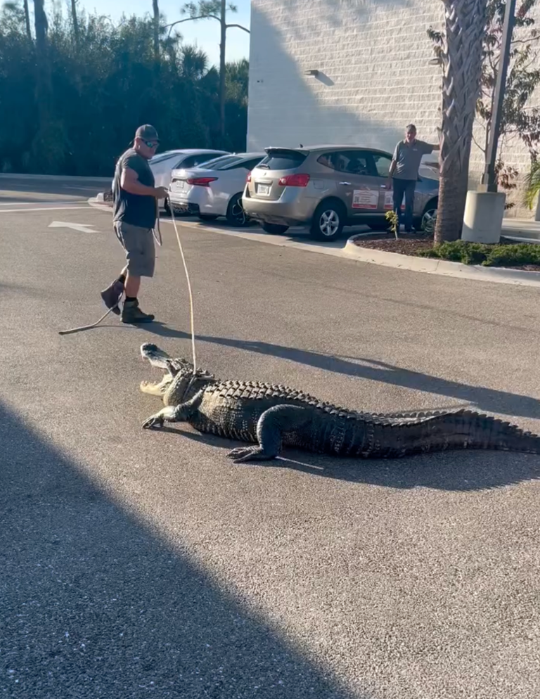 Florida 7-Eleven gets surprise visit from huge gator, a week after ...