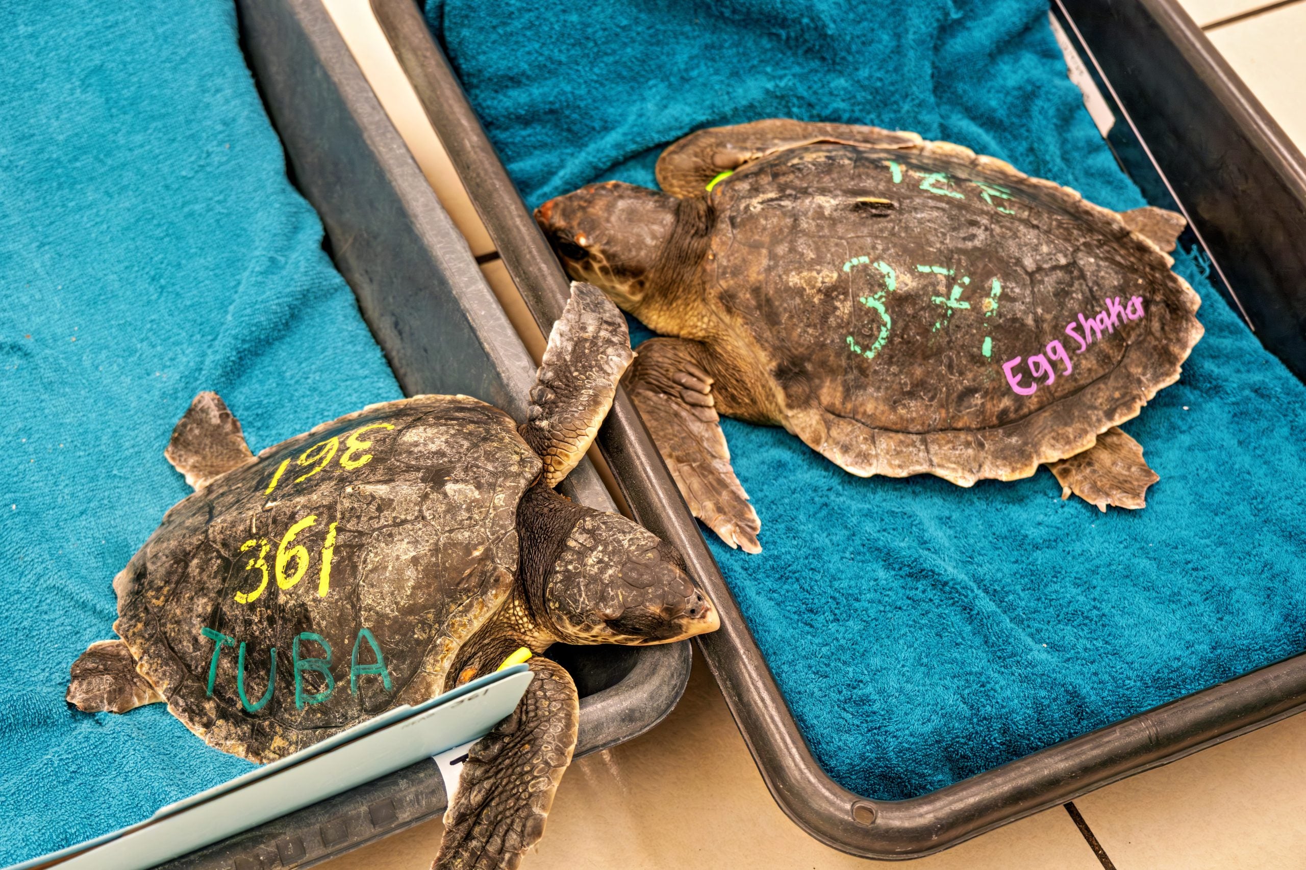 Photos: 25 cold-stunned turtles rescued from Cape Cod Bay during bitter ...