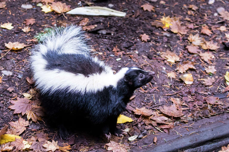 CDC says Michigan man died of rabies after kidney transplant from skunk ...