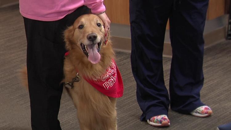 Dog therapy program brings holiday cheer to hospital patients and staff