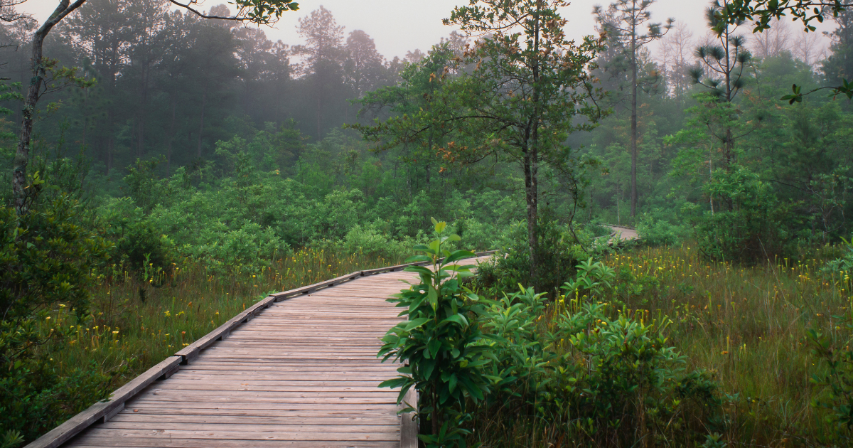 Foggy morning along a wooden boardwalk surrounded by lush greenery in Big Thicket National Preserve.
