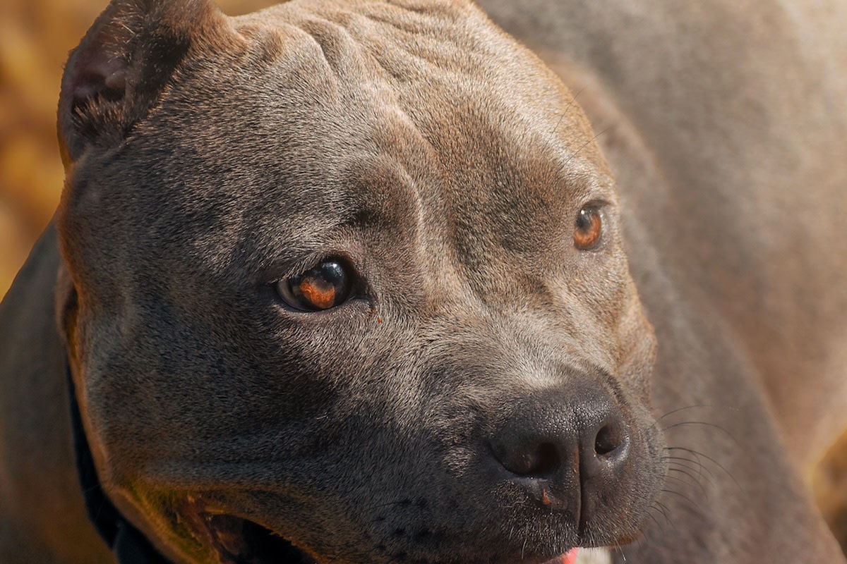 Adorable bully begs mom for a cat like the most hopeful boy