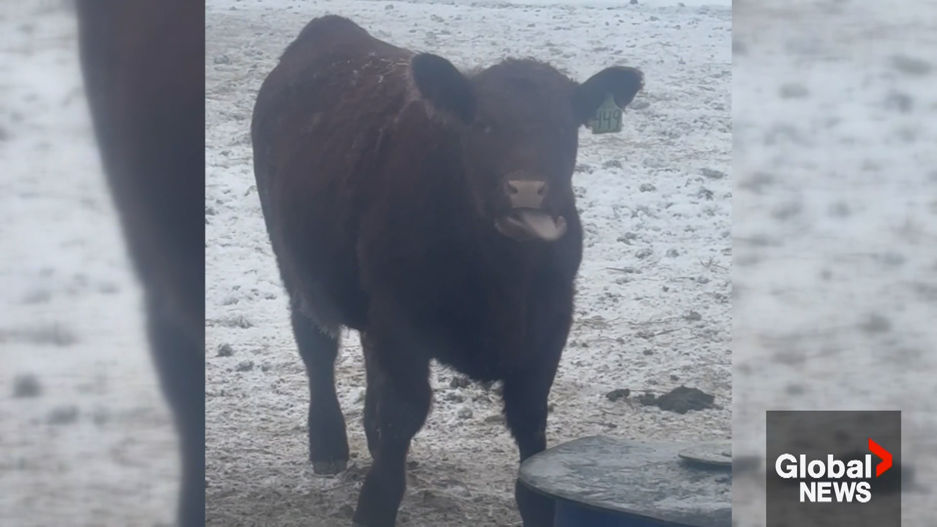 'Amoosing' cow leaves Global News Morning crew in stitches