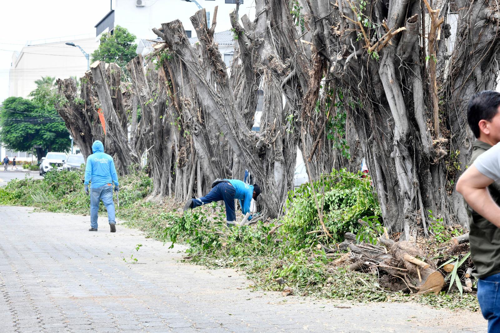 Sanción y reposición de arbolado por la poda irregular de nueve ficus ...
