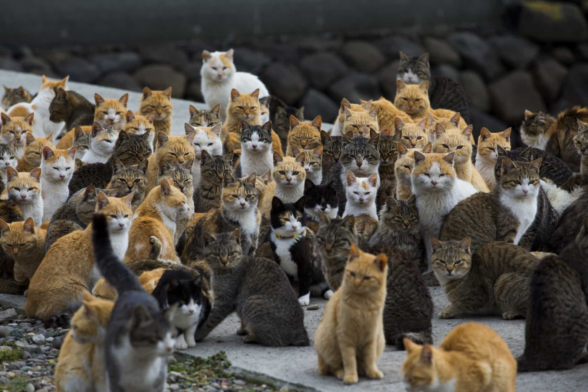 Cette île est le paradis des chats : découvrez Ao-shima
