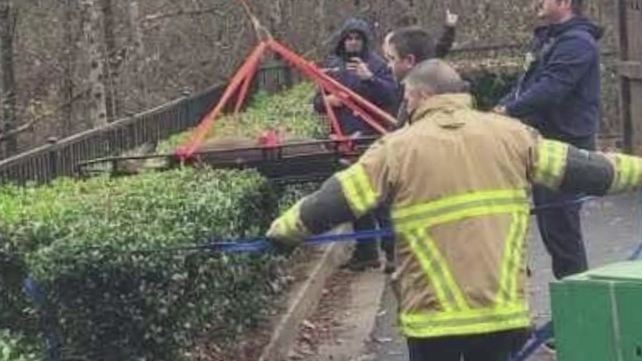 Dramatic deer rescue in Newnan